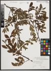 Foto von Salix waldsteiniana Willd.